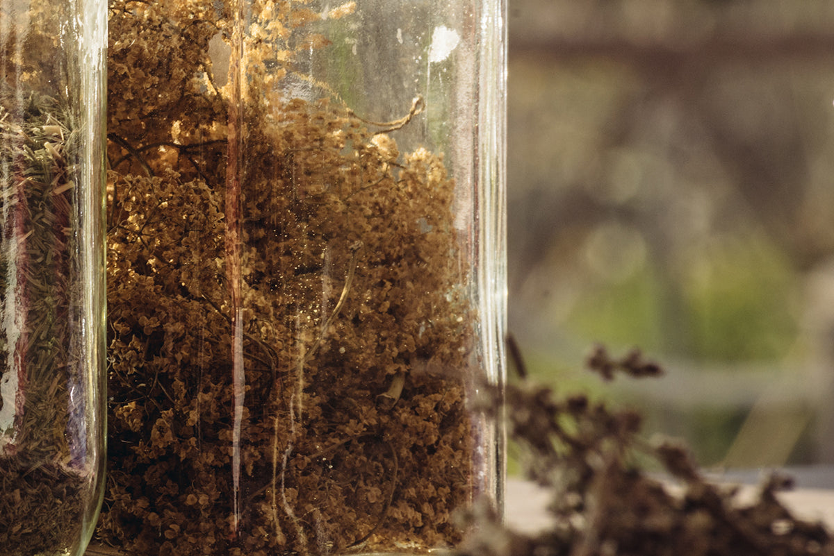 Glass apothecary jars filled with dried medicinal herbs, back-lit by warm natural sunlight.