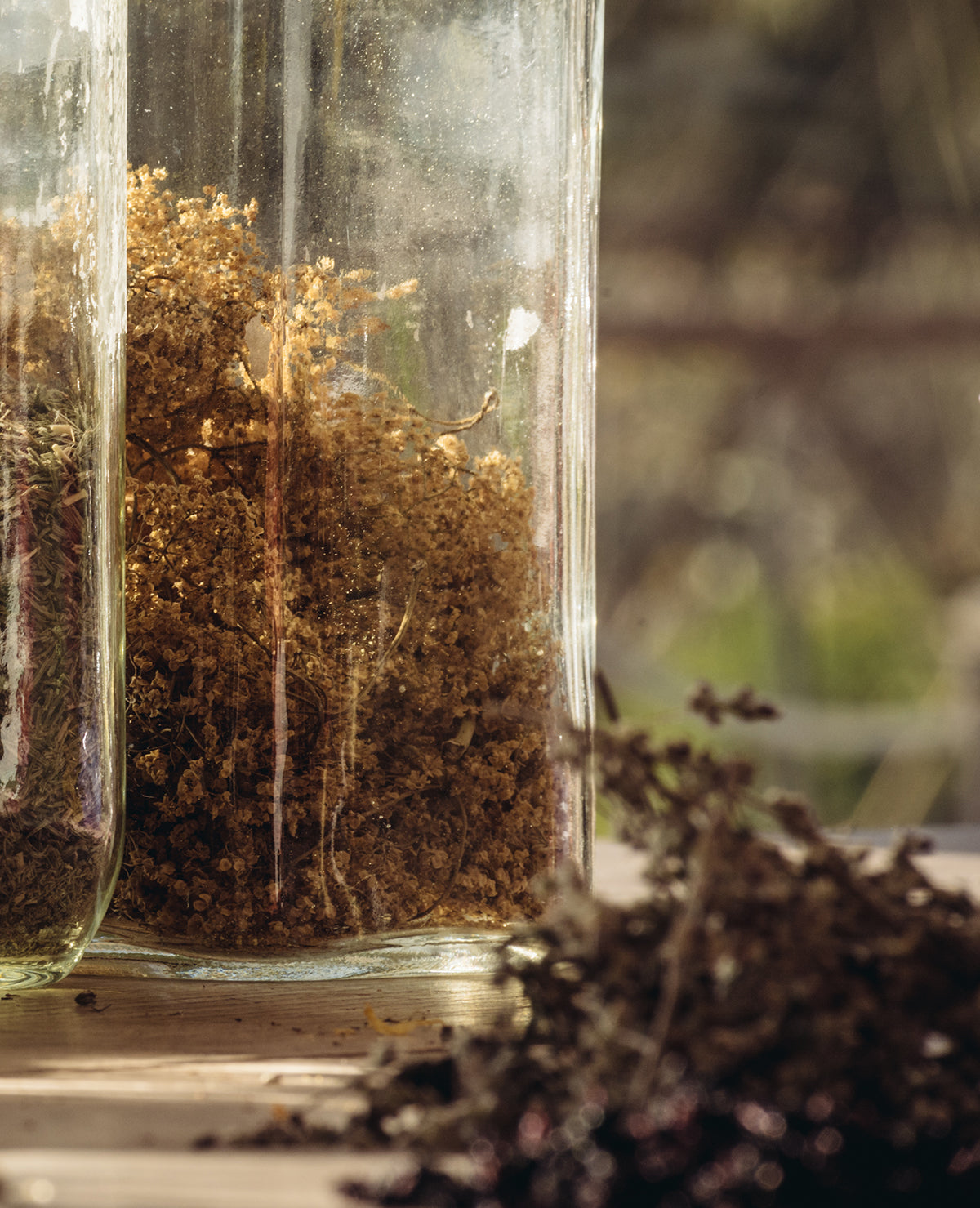 Glass apothecary jars filled with dried medicinal herbs, back-lit by warm natural sunlight.